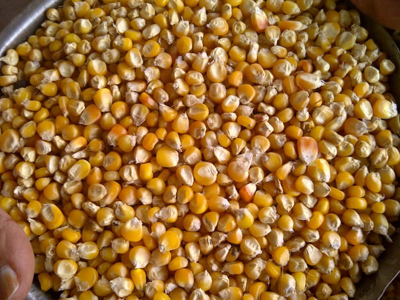 yellow corn for animal feed
